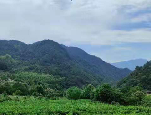 湖北卓越集团英山有机茶厂